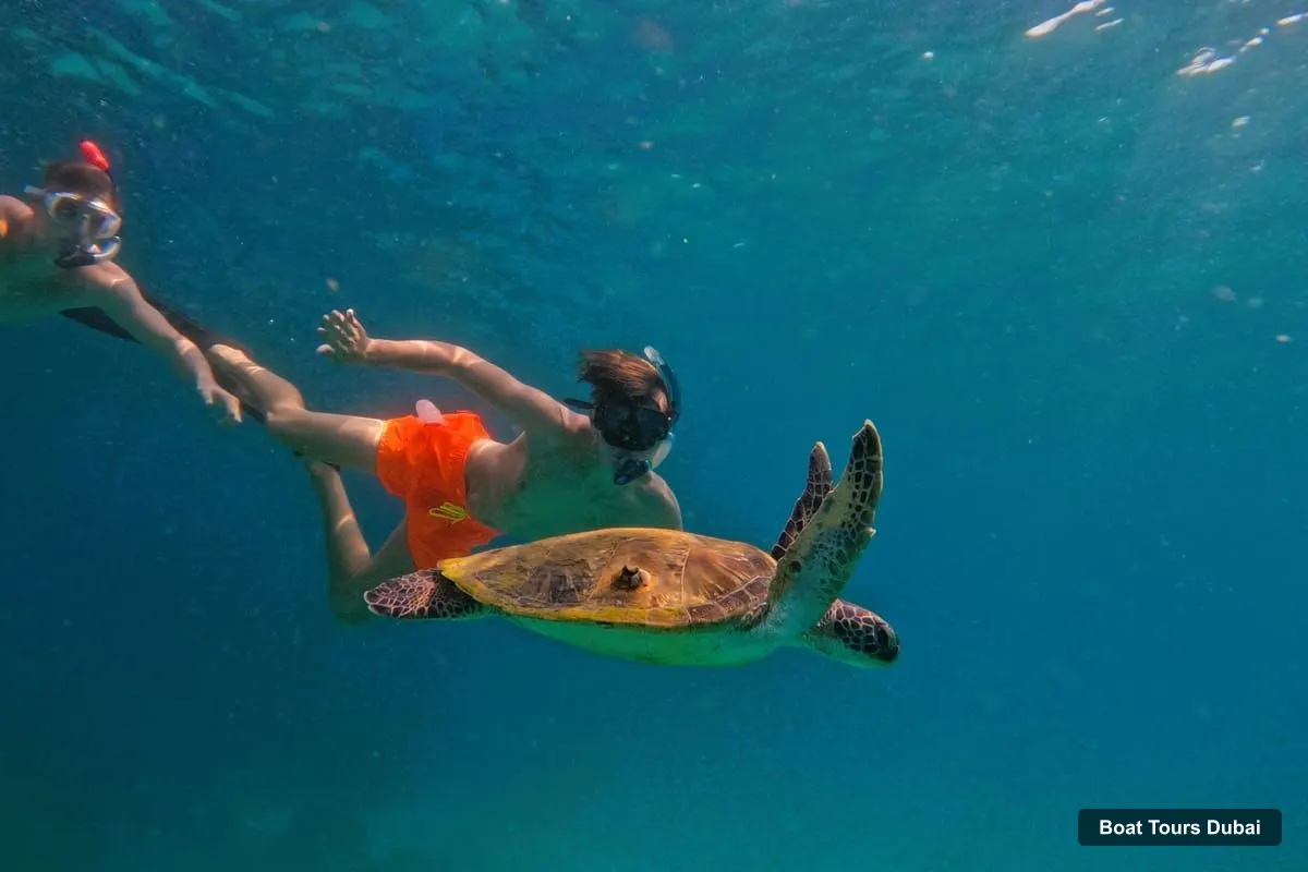 Boat Tours in Dubai – Fujairah Snorkeling with Turtles and Transfer (photo 2)