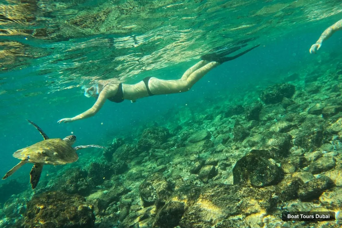 Boat Tours in Dubai – Fujairah Snorkeling with Turtles and Transfer (photo 3)