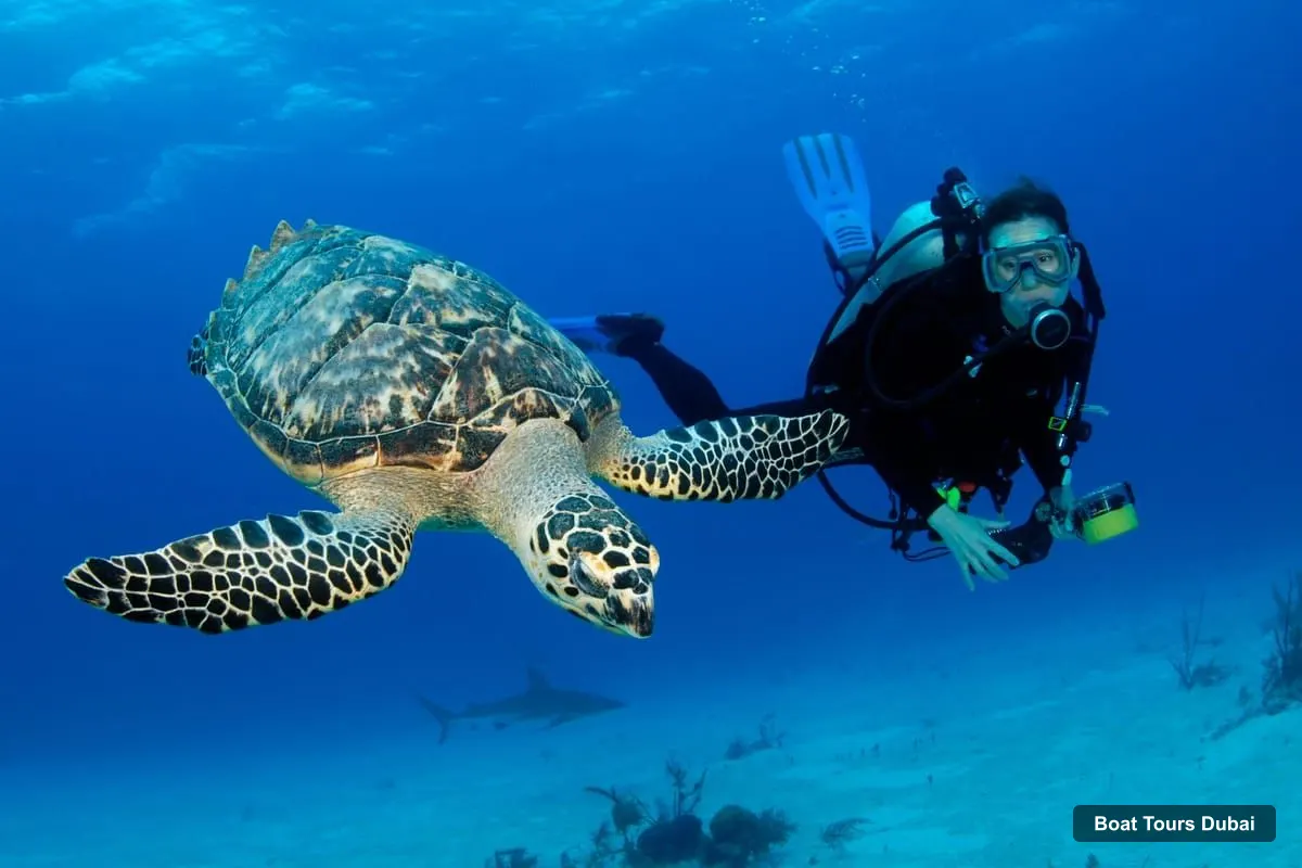 Dubai Boat Trips – Fujairah Half-Day Scuba Dive and Snorkeling (photo 3)