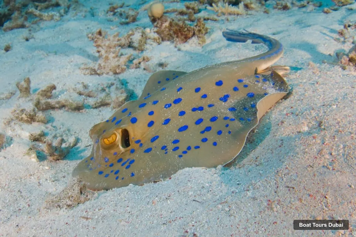 Dubai Boat Trips – Fujairah Half-Day Scuba Dive and Snorkeling (photo 4)