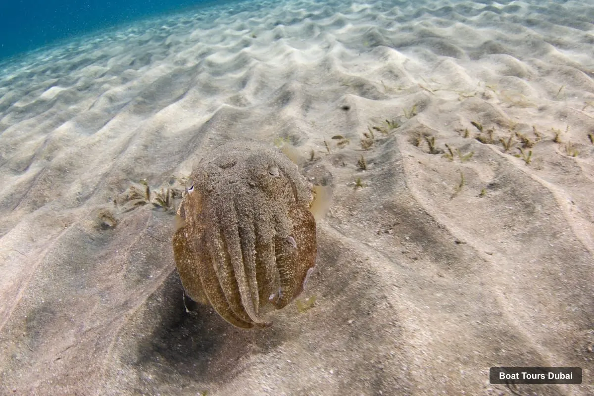 Dubai Boat Trips – Fujairah Half-Day Scuba Dive and Snorkeling (photo 5)