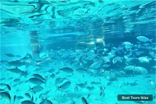 Boat Tours Ibiza – Snorkeling and SUP Paddle, Beach and Cave Tour