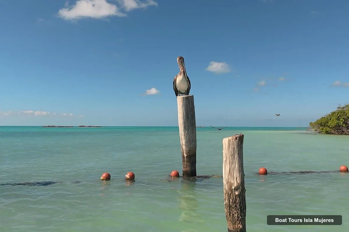 Boat Tours in Isla Mujeres – 3-in-1 Speedboat: Cancun, Isla Contoy and Isla Mujeres (photo 2)