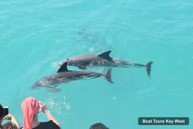 Boat Tours Key West – Dolphin Watching and Snorkeling Sunset Cruise