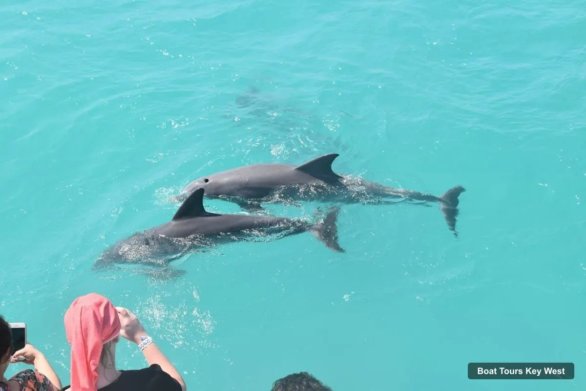 Boat Tours Key West – Dolphin Watching and Snorkeling Sunset Cruise