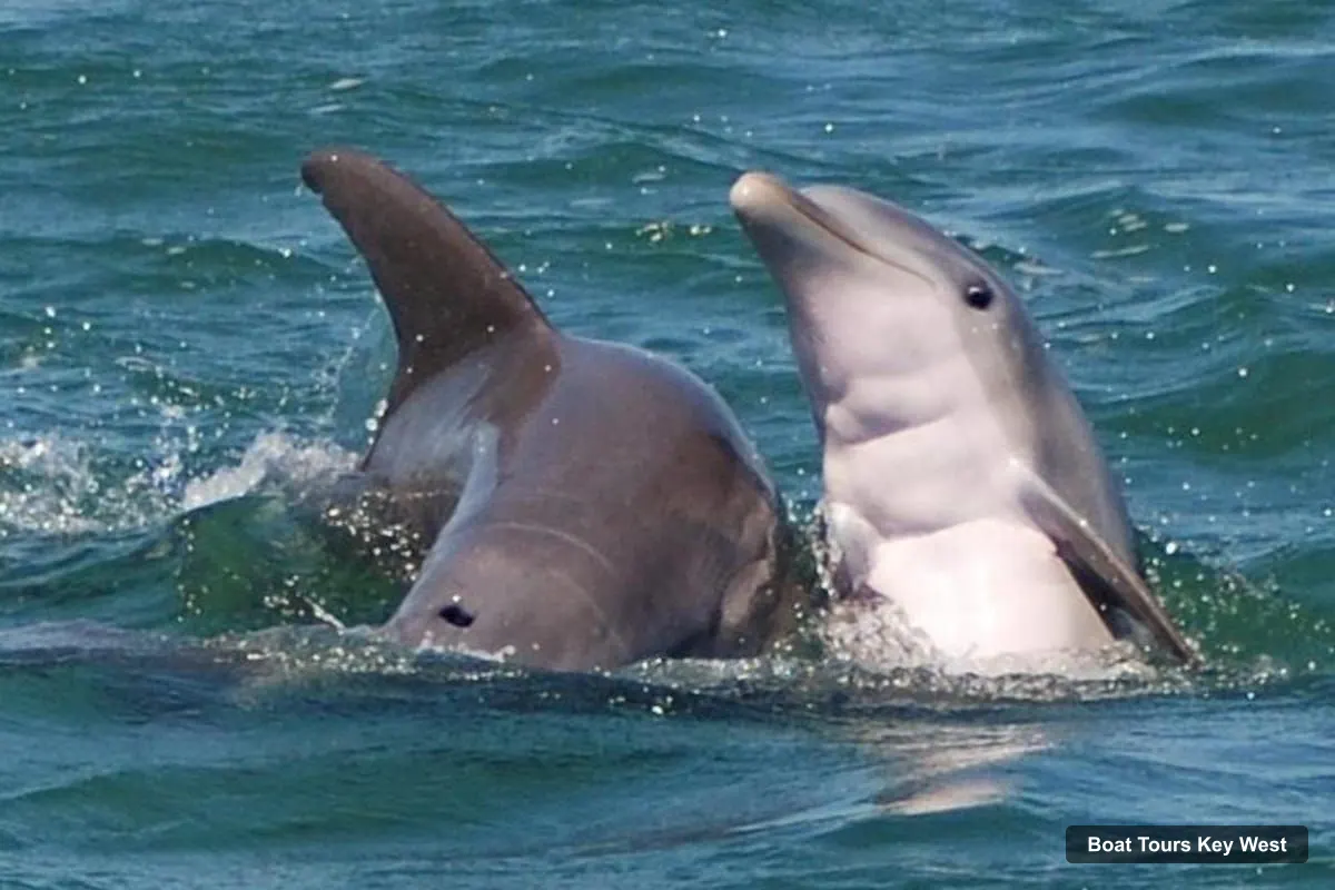 Boat Tours in Key West – See Sharks Up Close on a Wildlife Catamaran Tour (photo 2)