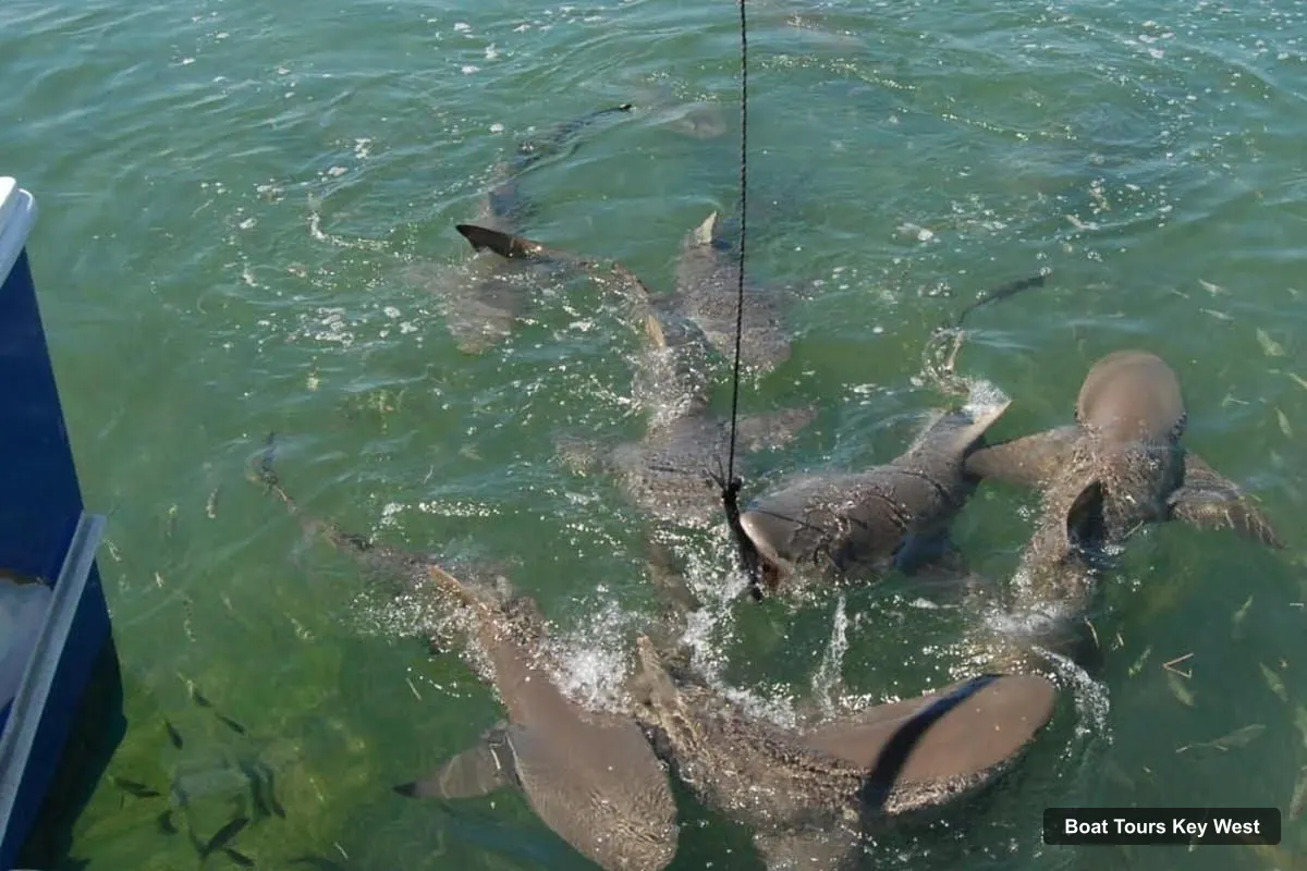 Boat Tours in Key West – See Sharks Up Close on a Wildlife Catamaran Tour (photo 3)