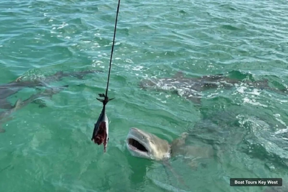 Boat Tours in Key West – See Sharks Up Close on a Wildlife Catamaran Tour (photo 4)