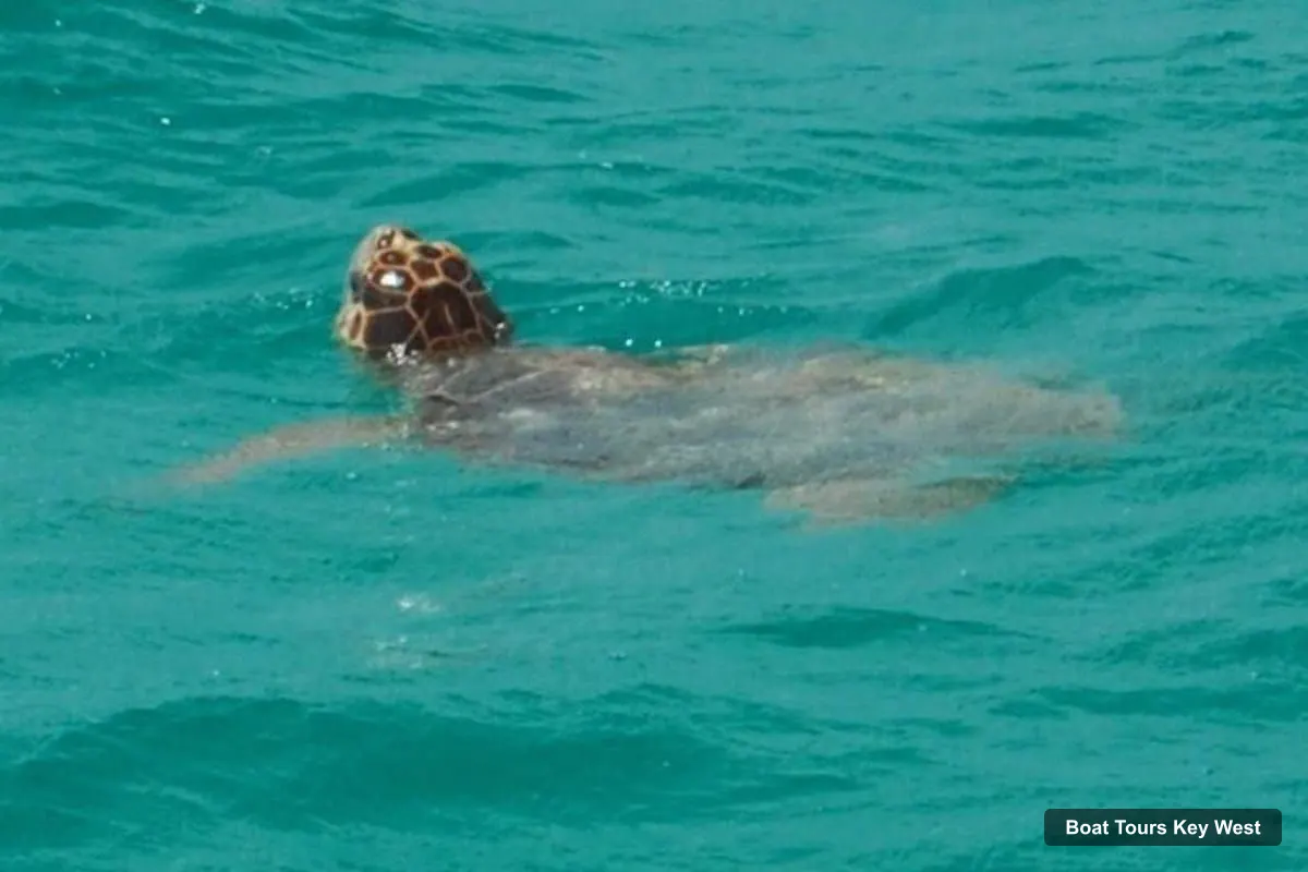 Boat Tours in Key West – See Sharks Up Close on a Wildlife Catamaran Tour (photo 5)