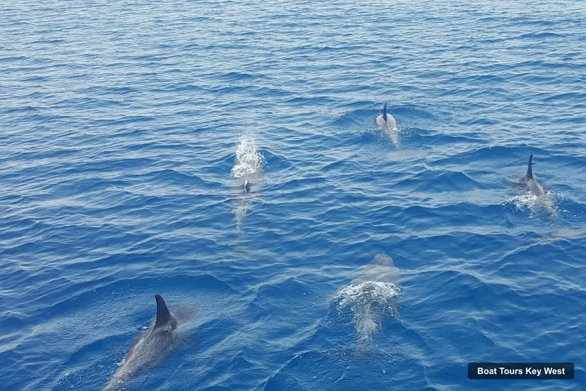 Boat Tours Key West – Afternoon Catamaran Sail and Dolphin Watch (photo 3)