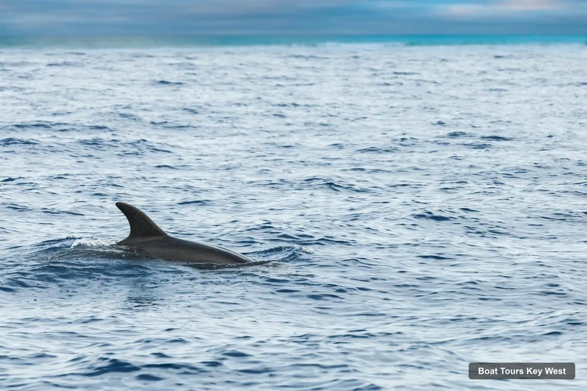 Boat Tours Key West – Afternoon Catamaran Sail and Dolphin Watch (photo 4)