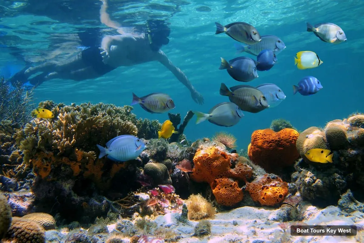 Boat Tours Key West – Dolphin Watching and Snorkeling Sunset Cruise (photo 2)