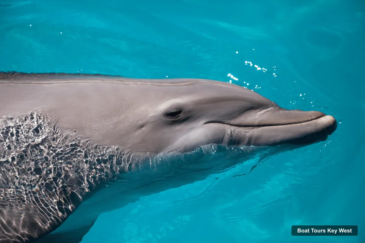Boat Tours Key West – Dolphin Watching and Snorkeling Sunset Cruise (photo 3)