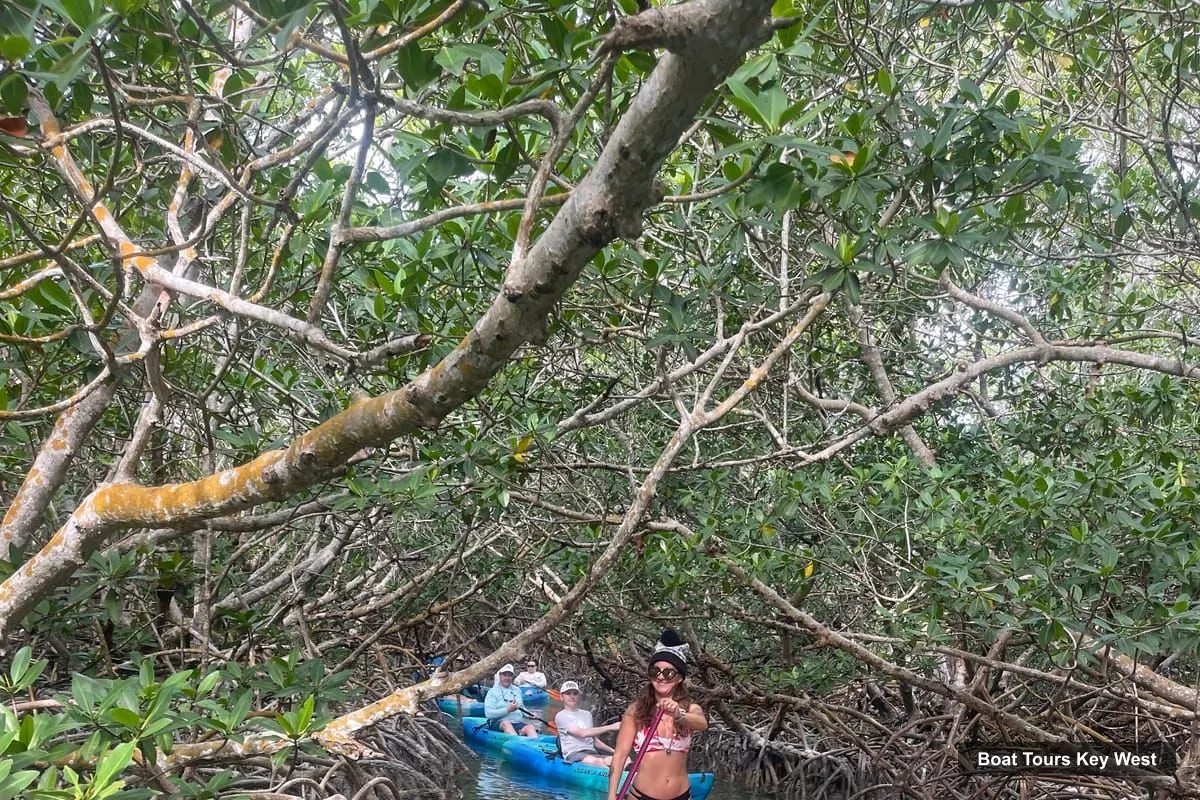 Key West Boat Cruises – 2-hour Mangrove Kayak Tour (photo 3)