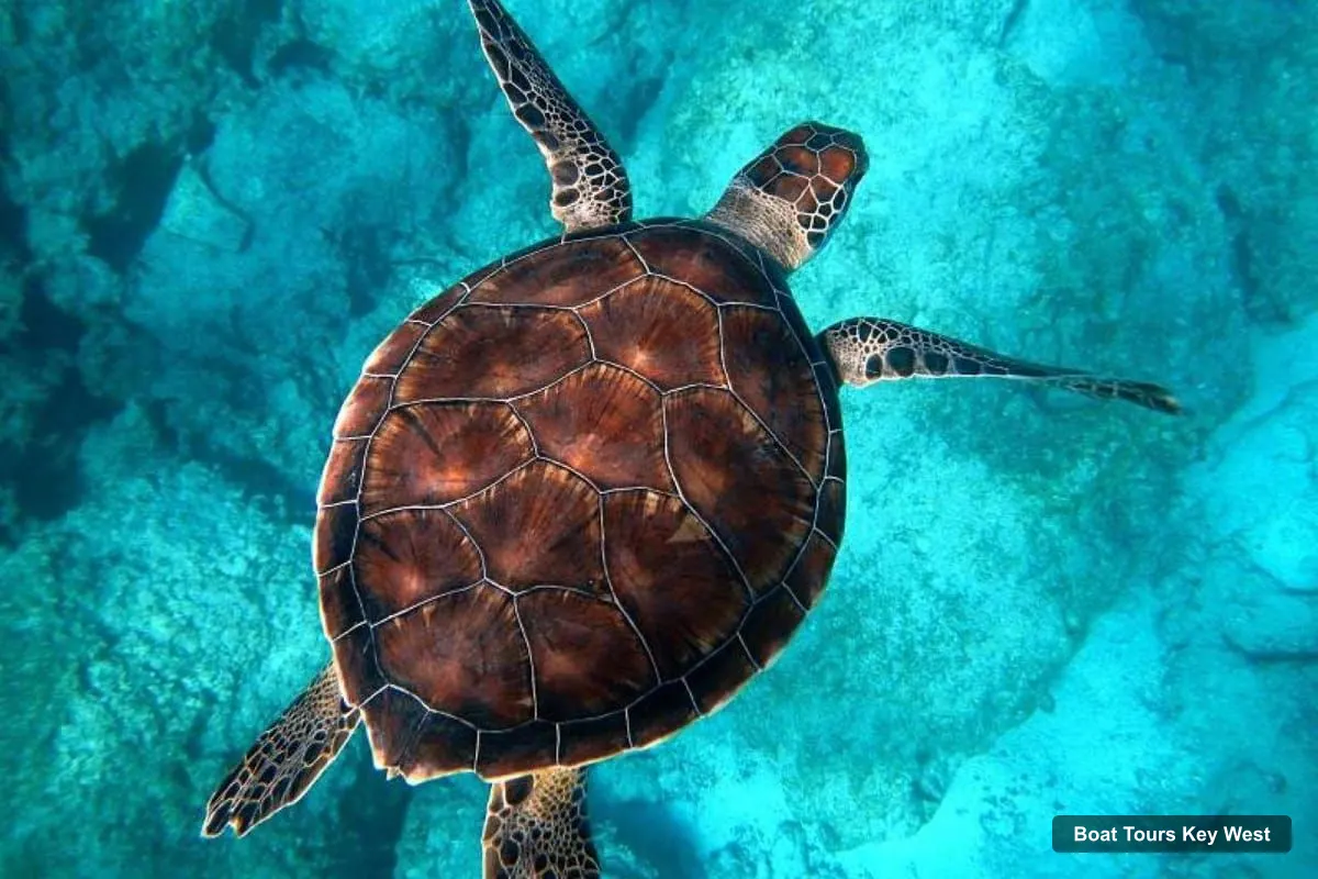 Key West Boat Trips – Catamaran Snorkel with Seafood Boil and Open Bar (photo 5)