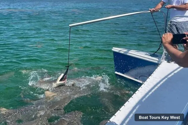 Boat Tours in Key West – See Sharks Up Close on a Wildlife Catamaran Tour