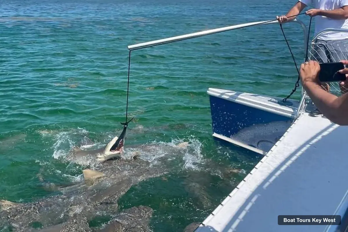 Boat Tours in Key West – See Sharks Up Close on a Wildlife Catamaran Tour