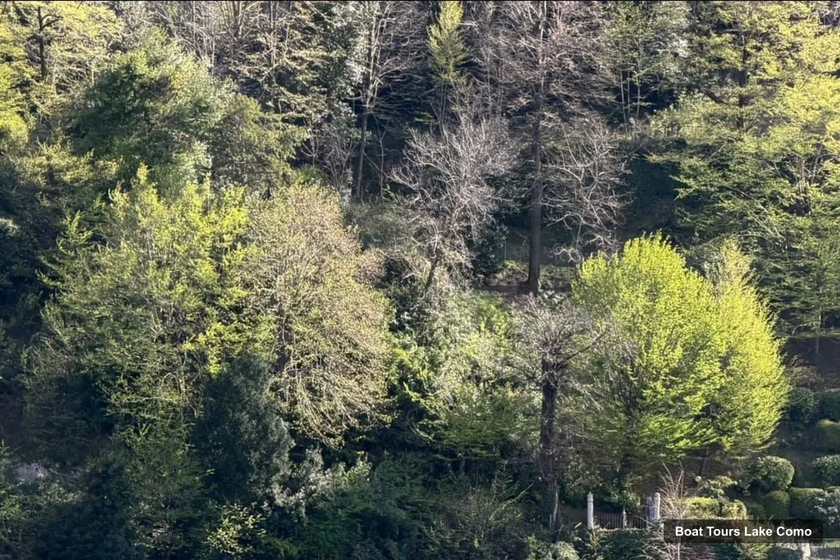 Lake Como Boat Trips – Lake Como:Luxury Private Wooden Boat Tour (photo 4)