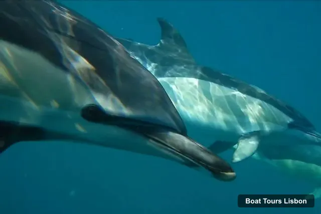 Boat Tours in Lisbon – Dolphin Watching Ocean Safari with Marine Biologist