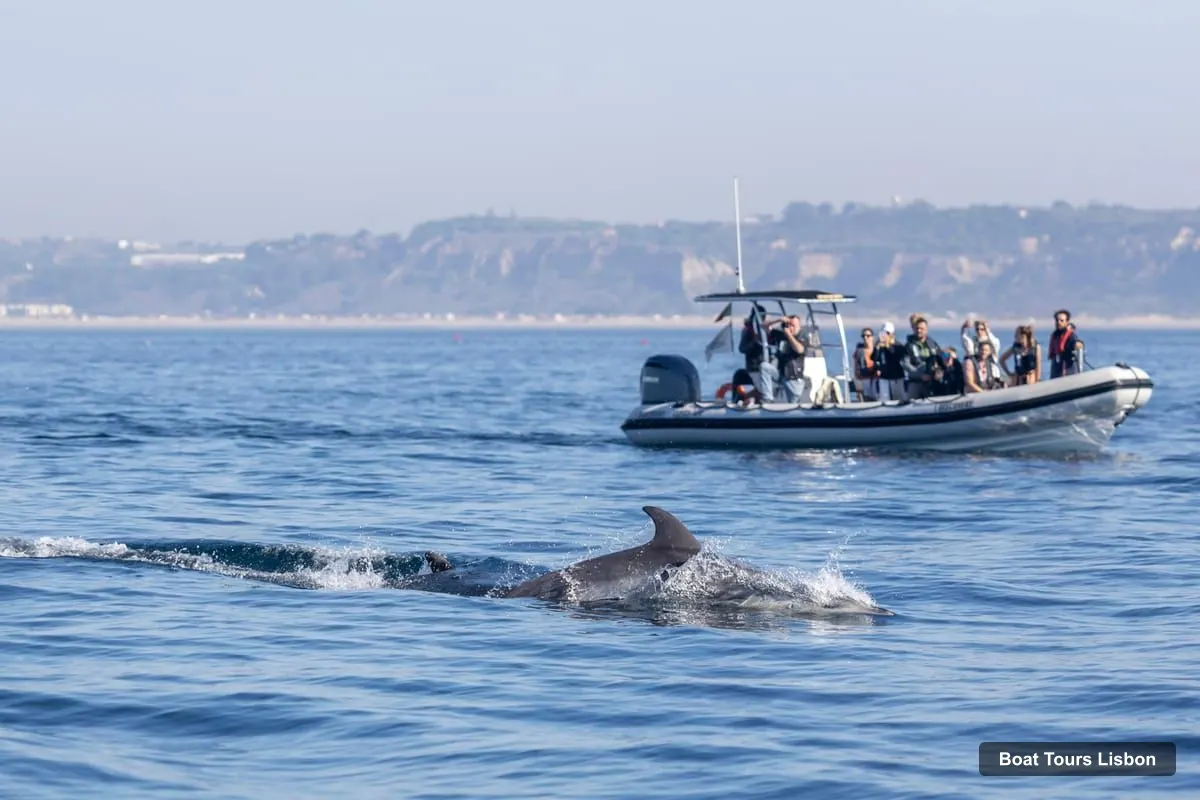 Boat Tours in Lisbon – Dolphin Watching Ocean Safari with Marine Biologist (photo 2)