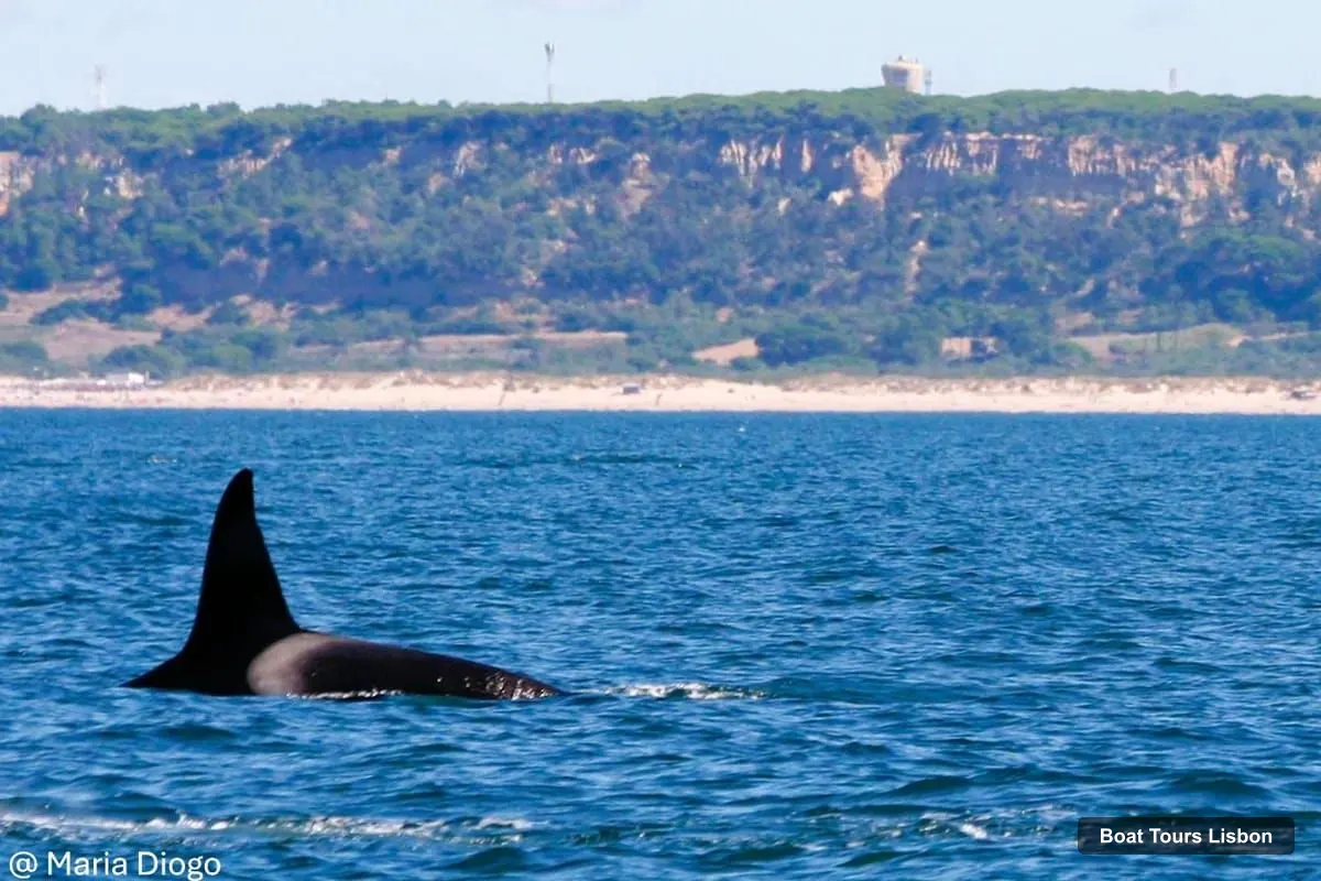 Boat Tours in Lisbon – Dolphin Watching Ocean Safari with Marine Biologist (photo 3)