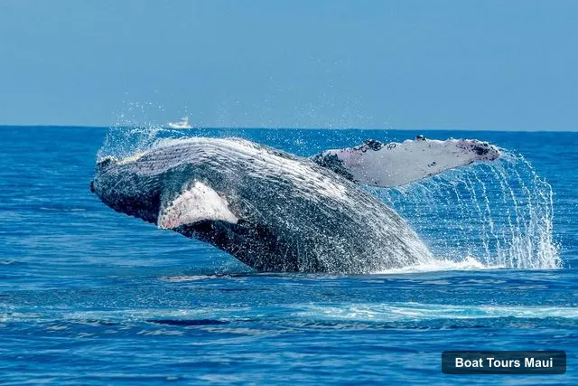 Boat Tours Maui – Ma'alaea Harbor: Whale Watching Tour Aboard Power Catamaran