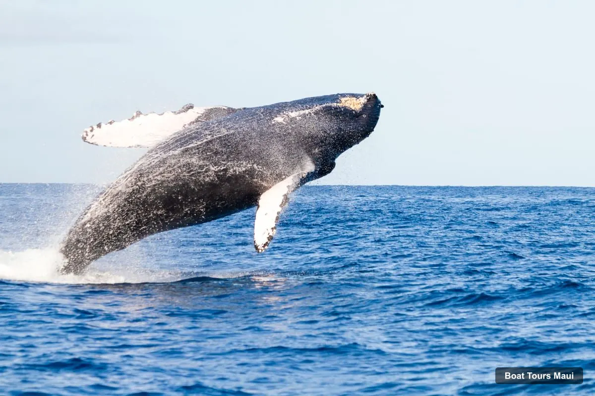 Boat Tours Maui – Ma'alaea Harbor: Whale Watching Tour Aboard Power Catamaran (photo 3)