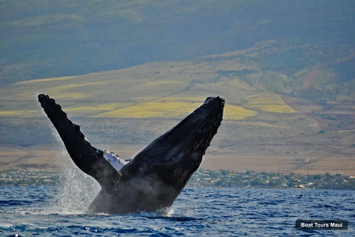 Boat Tours Maui – Ma'alaea Harbor: Whale Watching Tour Aboard Power Catamaran (photo 4)