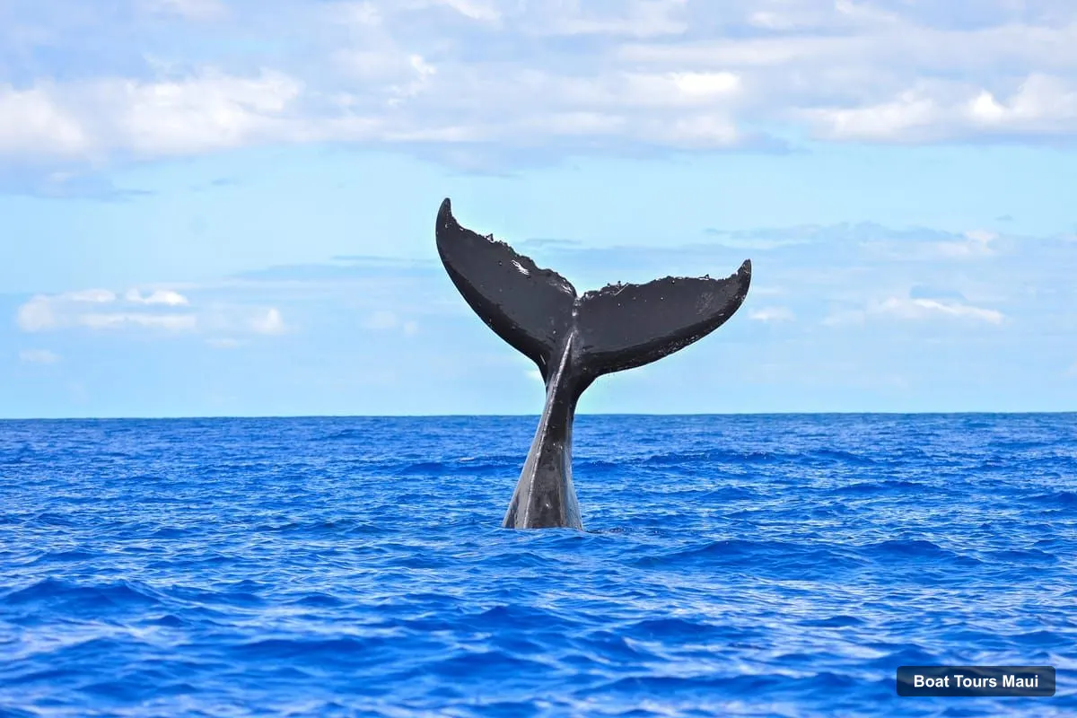 Boat Tours Maui – Ma'alaea Harbor: Whale Watching Tour Aboard Power Catamaran (photo 5)