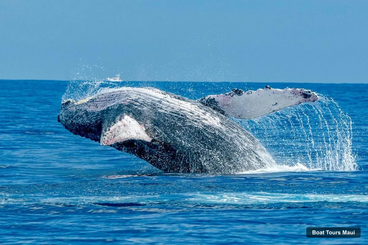 Boat Tours Maui – Ma'alaea Harbor: Whale Watching Tour Aboard Power Catamaran