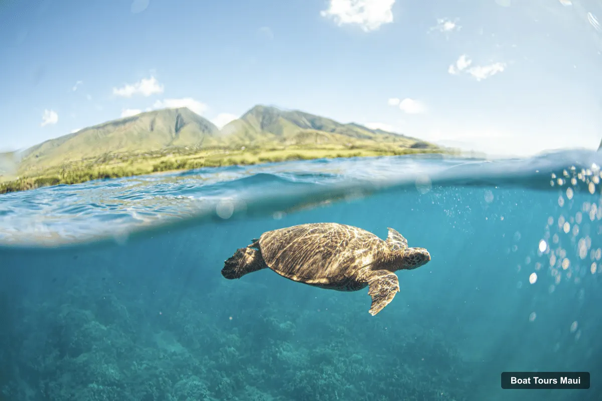 Boat Tours Maui – Snorkeling and Sailing Adventure with Buffet Lunch (photo 3)