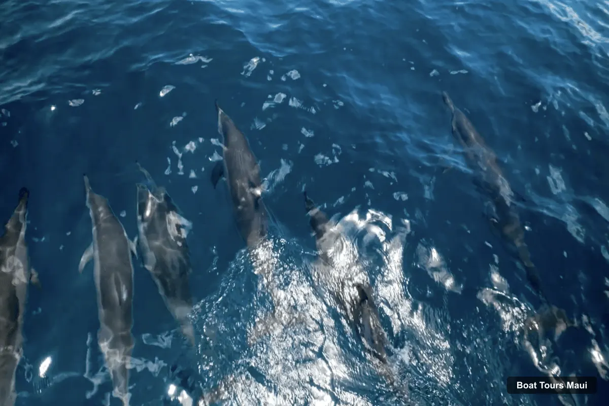 Boat Tours Maui – Snorkeling and Sailing Adventure with Buffet Lunch (photo 4)