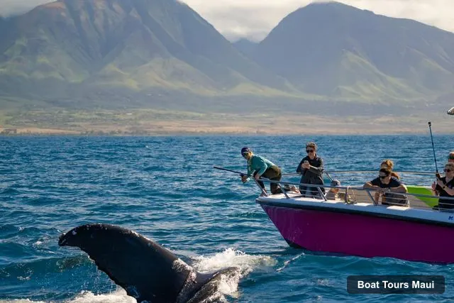 Maui Boat Cruises – Epic Small Group Whale Watch