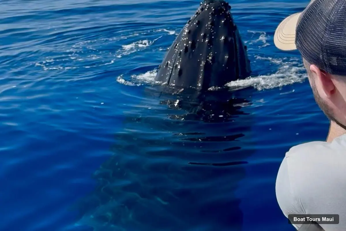 Maui Boat Cruises – Epic Small Group Whale Watch (photo 2)