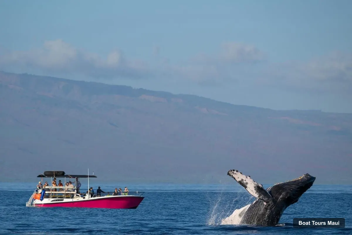 Maui Boat Cruises – Epic Small Group Whale Watch (photo 3)
