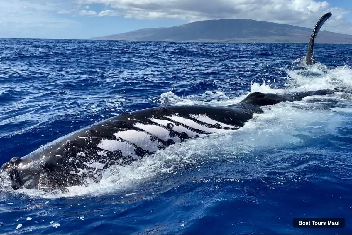 Maui Boat Cruises – Epic Small Group Whale Watch (photo 4)