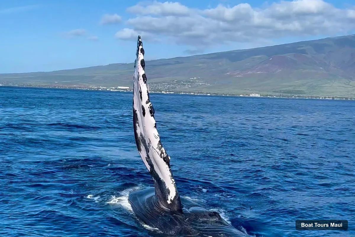 Maui Boat Cruises – Epic Small Group Whale Watch (photo 5)