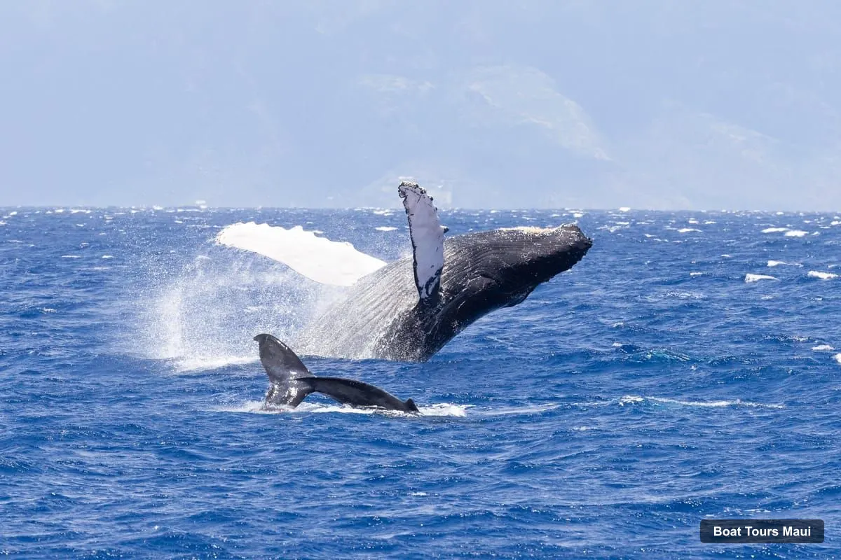 Maui Boat Cruises – Ka'anapali Whale Watching Cruise on Luxury Sailboat (photo 3)
