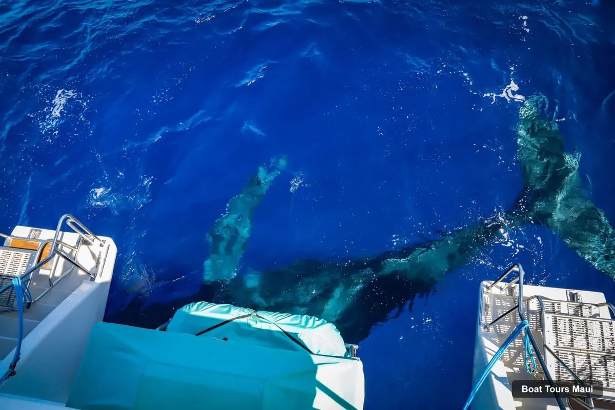 Maui Boat Cruises – Ka'anapali Whale Watching Cruise on Luxury Sailboat (photo 4)