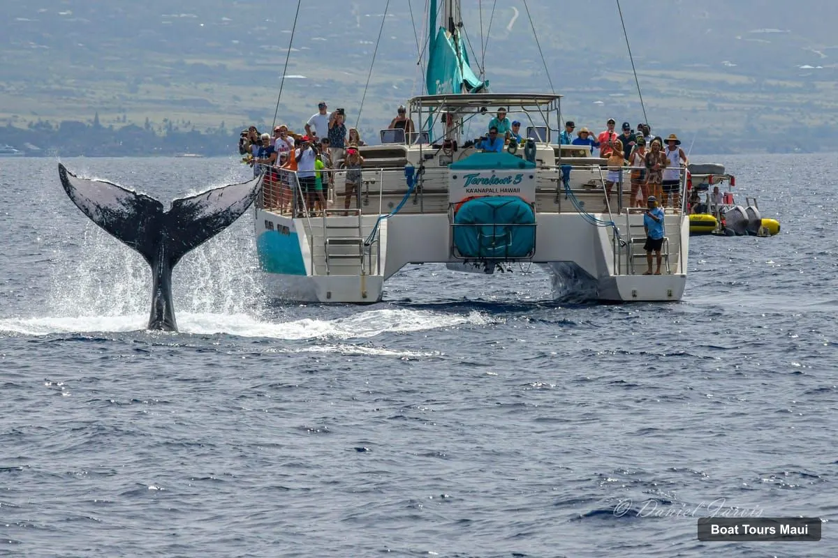 Maui Boat Cruises – Ka'anapali Whale Watching Cruise on Luxury Sailboat