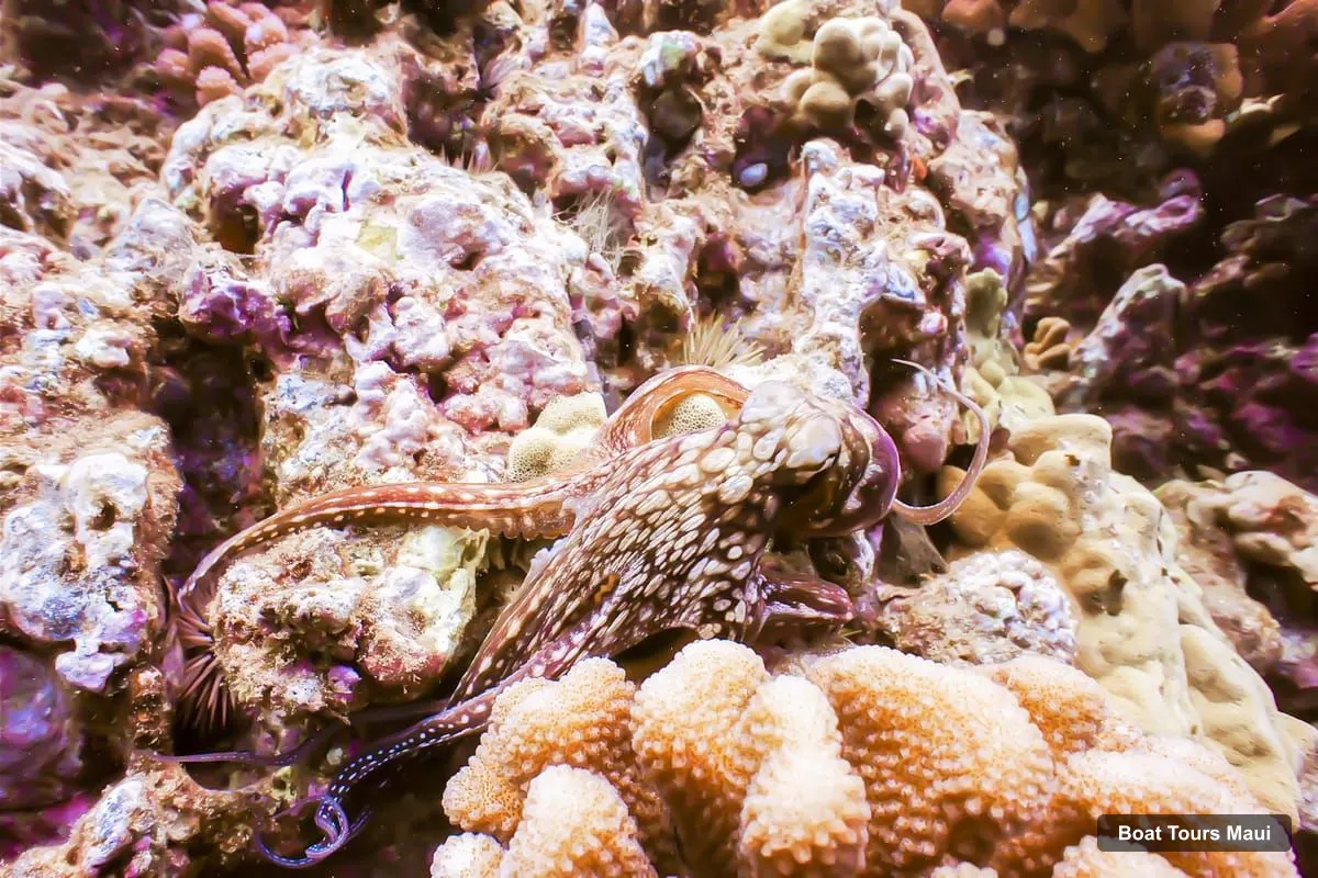 Maui Boat Cruises – South Maui: Molokini Snorkeling Adventure (photo 5)