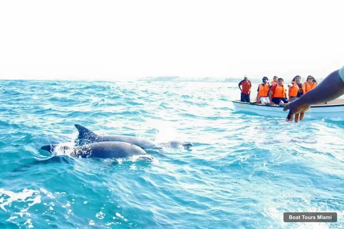Boat Tours in Miami – Key West Day Trip with Dolphin Spotting or Snorkeling (photo 5)