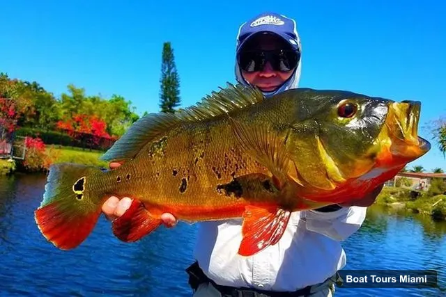Miami Boat Cruises – Peacock Bass Fishing Trips Near Miami Florida
