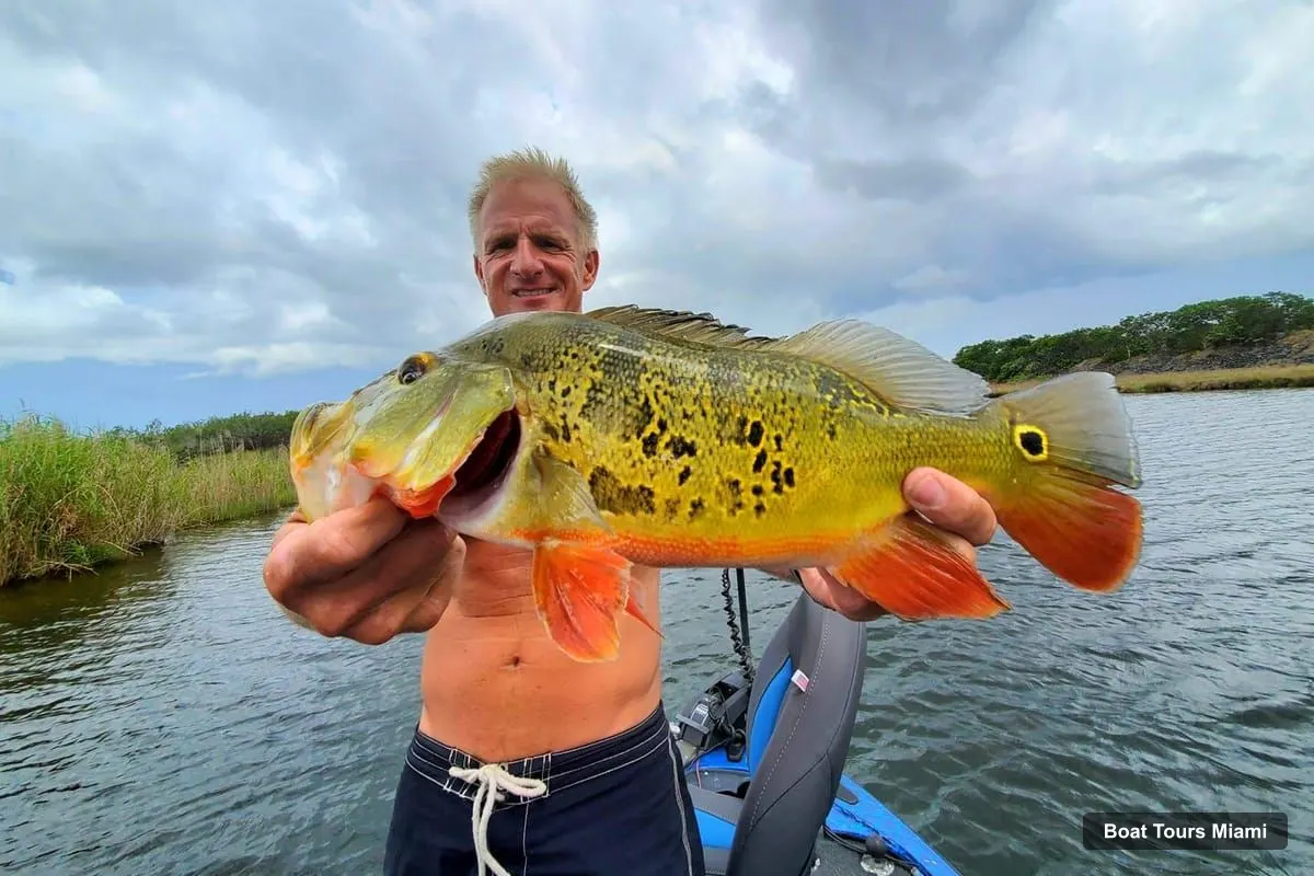 Miami Boat Cruises – Peacock Bass Fishing Trips Near Miami Florida (photo 3)
