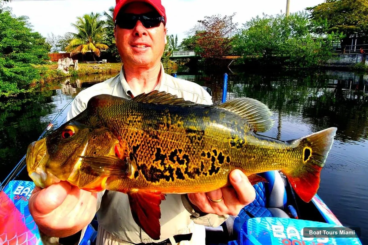 Miami Boat Cruises – Peacock Bass Fishing Trips Near Miami Florida (photo 5)