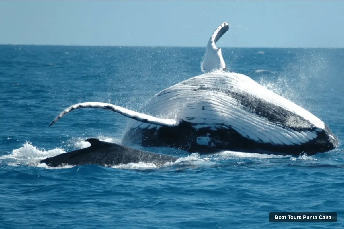 Boat Tours in Punta Cana – Whale Watching Day Trip in a Sanctuary
