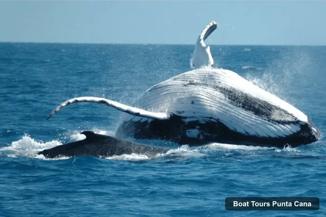 Boat Tours in Punta Cana – Whale Watching Day Trip in a Sanctuary