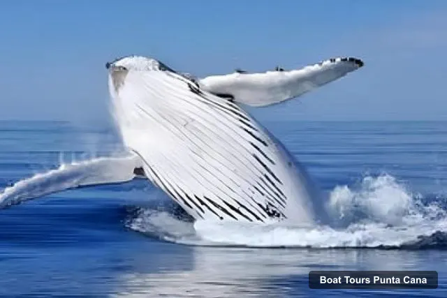 Boat Tours in Punta Cana – Whale Watching and Montana Redonda Tour