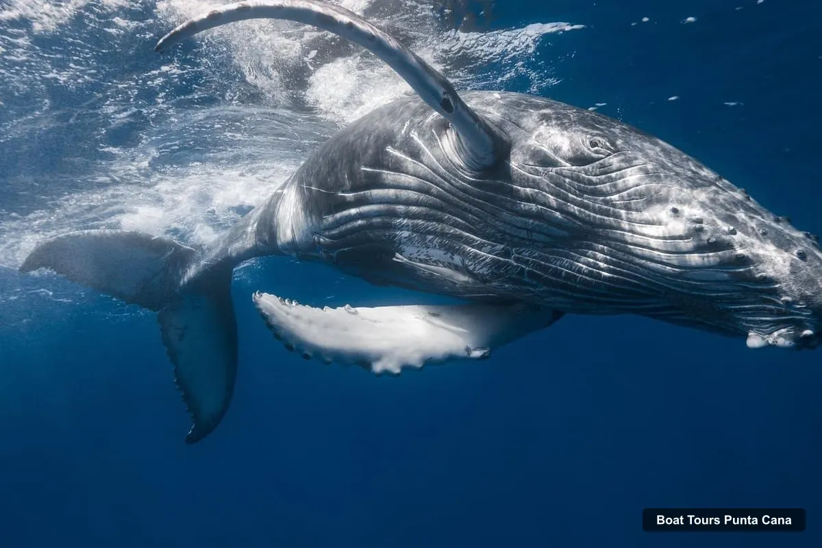 Boat Tours in Punta Cana – Whale Watching Day Trip in a Sanctuary (photo 2)