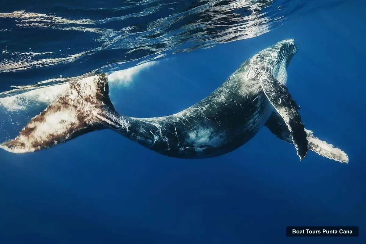 Boat Tours in Punta Cana – Whale Watching Day Trip in a Sanctuary (photo 4)